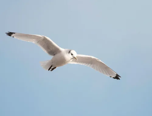Wyjątkowe badanie: ptaki unikają łopat turbin wiatrowych