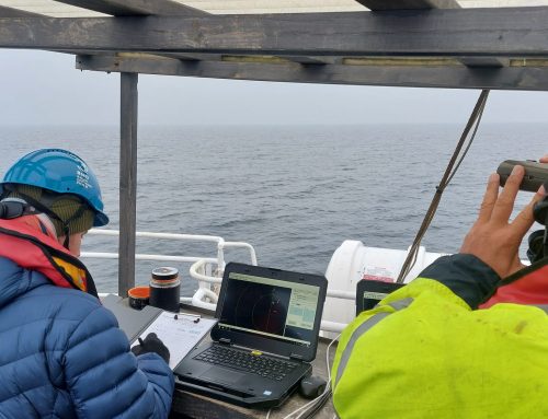 Policzyli ptaki na potrzeby morskiej farmy wiatrowej 