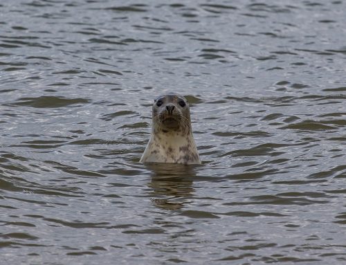 Ogłoszono przetarg publiczny na „Badanie ssaków morskich dla ELWIND”