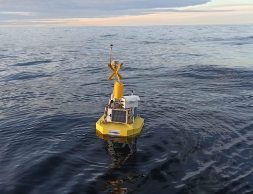 W ramach oceny oddziaływania na środowisko wzdłuż wybrzeża Kurzeme zidentyfikowano dziewięć gatunków nietoperzy