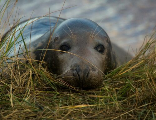 ELWIND rozpoczyna badania nad ssakami morskimi w obszarze morskiej farmy wiatrowej na wodach Estonii i Łotwy