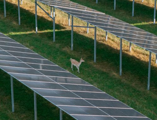 Perigus Energy uruchamia park słoneczny 8,3 MWp wewnątrz czynnej zagrody dla danieli