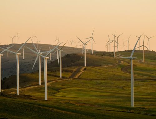 WindEurope apeluje do UE, by nie otwierać ponownie dyrektyw ptasiej i siedliskowej